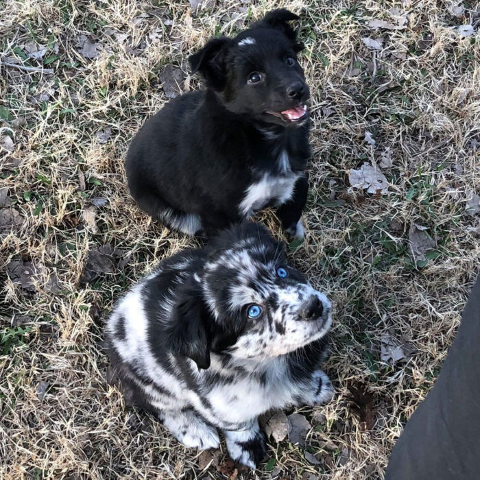 Titan Dog Food Home of Titan Blue and Titan Red Complete Raw Blends